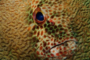 'Coral Grouper': South Atlantic grouper merged into a Red... by Paul Colley 